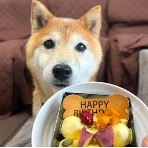 撮影のため、ケーキを前に「マテ」を言われ続け、虚無顔になってしまった柴犬さん。ごめんごめん。