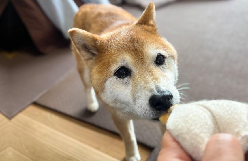 15歳の引っぱりっこは、ゆるく、ふんわり、じっくり、時々くわえたままポケー。そんな遊び方も、かわいいのです。