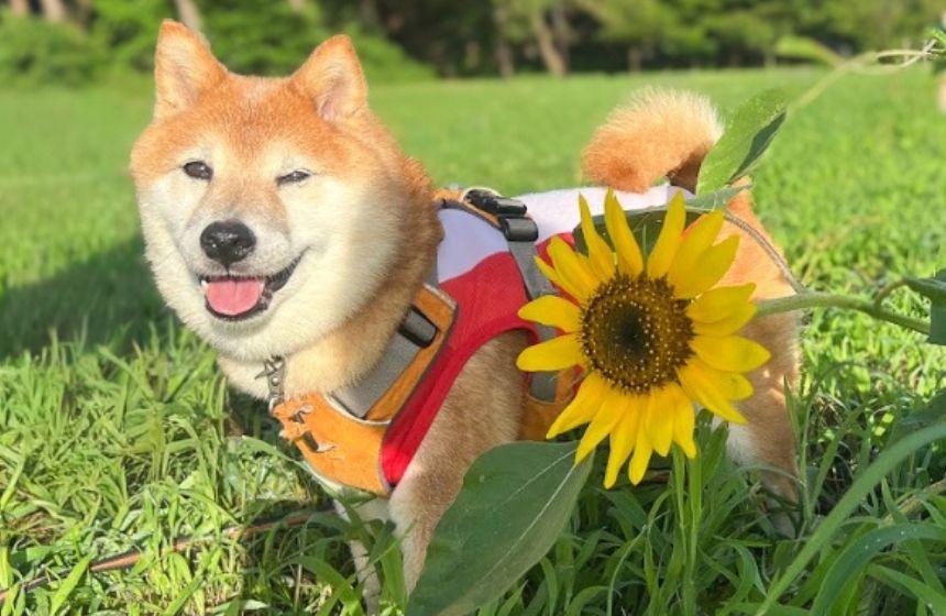 陽が昇りはじめると、あっという間にハヒハヒ顔に。急いで帰ろう！