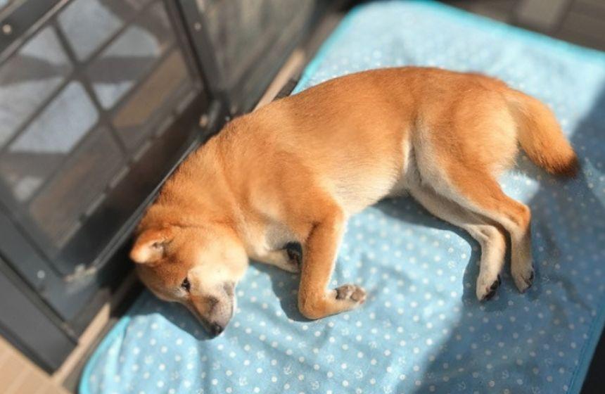 ベランダで、ととのう柴犬。暑くないのか？　それでいいのか？