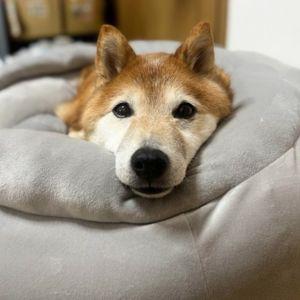 エアコンが効いた涼しい部屋で、ふわもふベッドでぬくぬく寝るのが気持ちいいね。