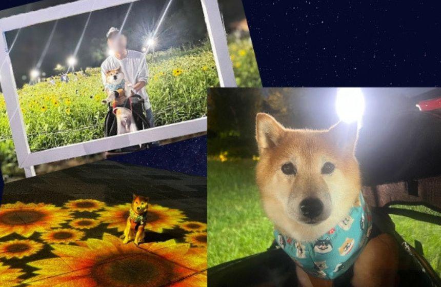 夏のお出かけは夜時間が多くなるので、ちょっとムーディーな写真が増えます。笑