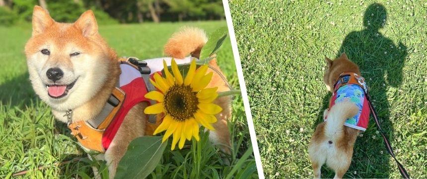柴犬のおかげで飼い主が健康になりました？～柴犬あるある・暑い季節の過ごし方編～