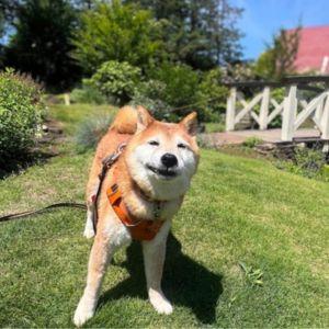 旅行大好きっ子なので、終始ご機嫌な柴犬さん。