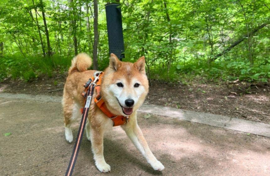どんどこどん！ ノンストップでどこまでも歩く！