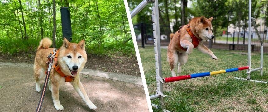 シニア柴、旅行マジックで若返る？！〜柴犬あるある・軽井沢旅行編～
