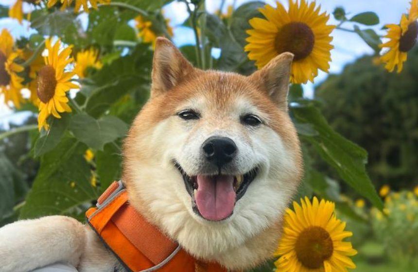 暑いけれど、かわいい写真チャンスも多い夏の散歩。柴犬はひまわりがよく似合います。