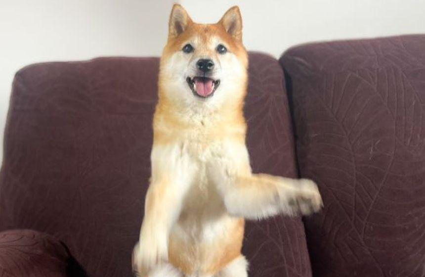 伝わるでしょうか…お手、おかわりの高速っぷりが……。