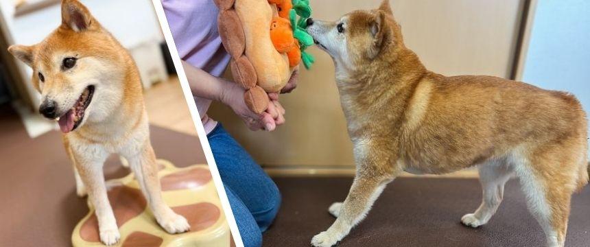 夏は室内トレーニングで乗り切ろう〜柴犬あるある・いつになっても挑戦だ！ 編〜