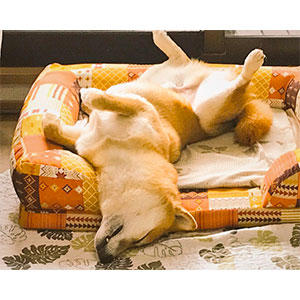 飼い主が襲撃されていることよりも、自分のリラックスが大事。それもまたうちの子の個性かな！(前向き)