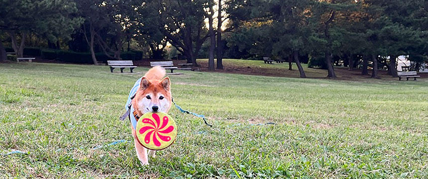 休み休みだけど、大好きなフリスビーも続けています。