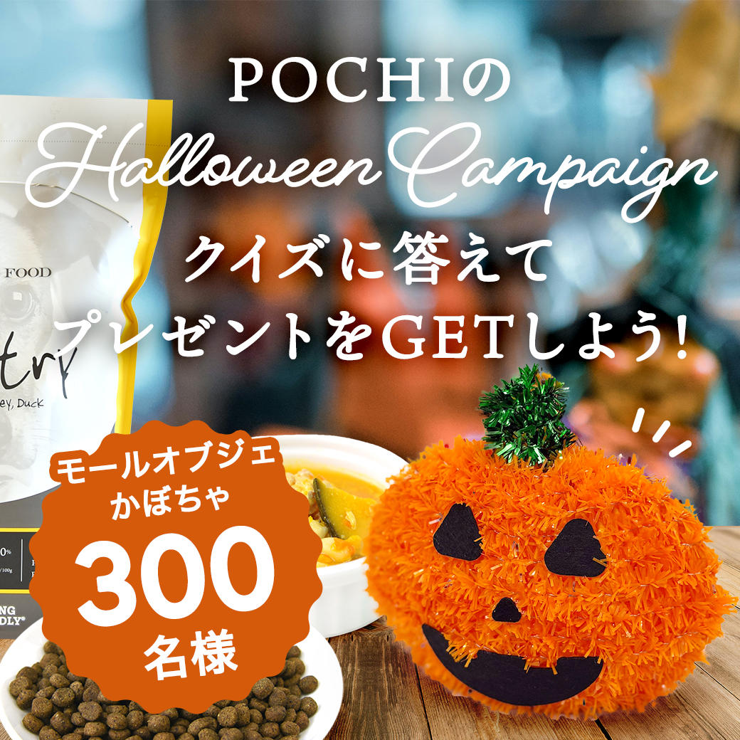 プレミアム　ドッグフード 無添加ドッグフード ボナシーボ 成犬用 ラム＆ライス【マルシェ