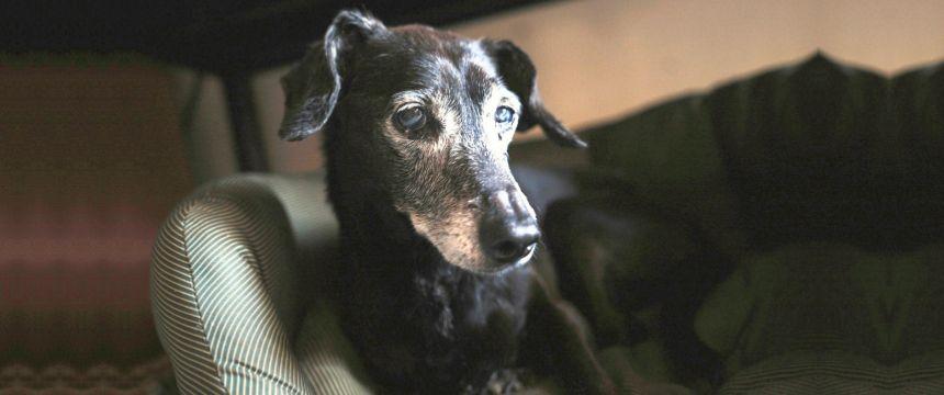 シニア犬にいいお肉ってなんだろう？鹿肉の栄養をピックアップ