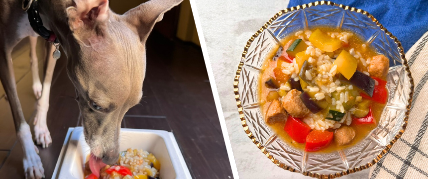 初めてでも安心！犬が喜ぶ手作りごはんレシピ ＃夏野菜ラタトゥイユ冷製リゾット