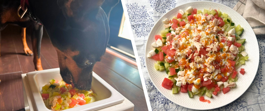 初めてでも安心！犬が喜ぶ手作りごはんレシピ ＃スイカのパワーサラダ