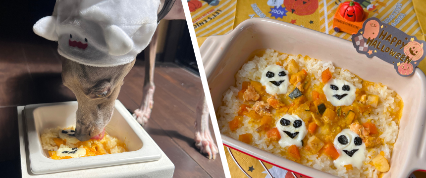 初めてでも安心！犬が喜ぶ手作りごはんレシピ ＃ハロウィンゴハン！簡単パンプキンドリア風