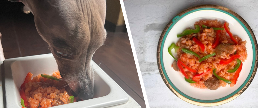 初めてでも安心！犬が喜ぶ手作りごはんレシピ ＃イワシの炊き込みパエリア風