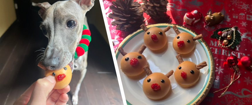 初めてでも安心！犬が喜ぶ手作りごはんレシピ ＃鈴カステラでトナカイスイーツ風