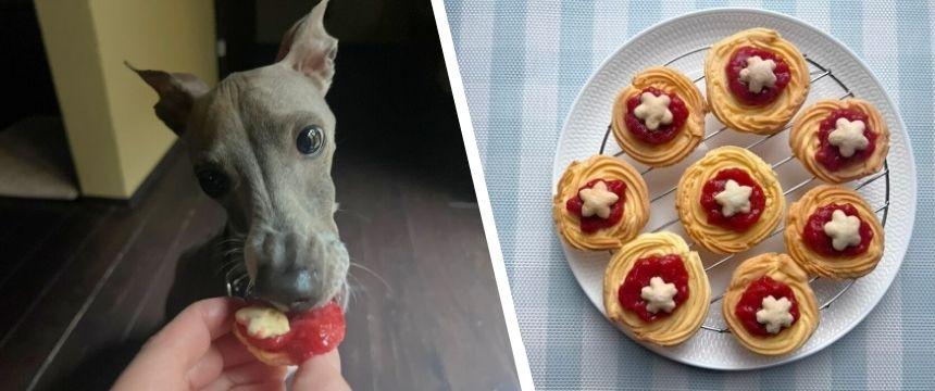 犬と楽しむ！いちごソースのお花見レシピ ＃花びら風クラッカー乗せジャムクッキー