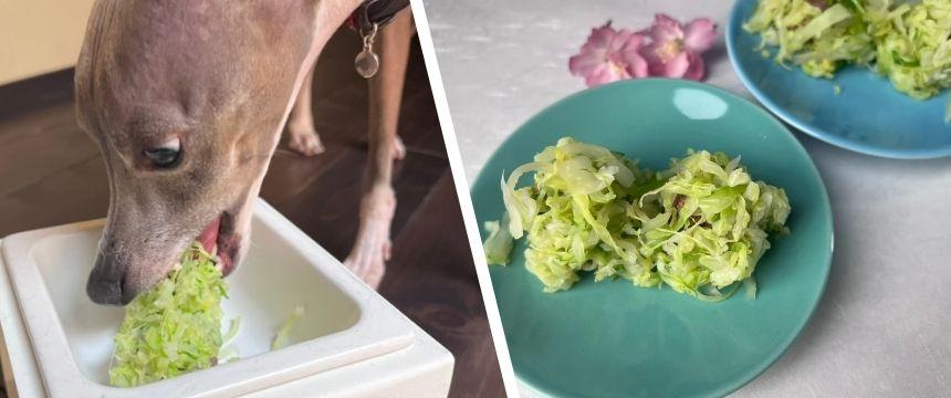 初めてでも安心！春キャベツを使った