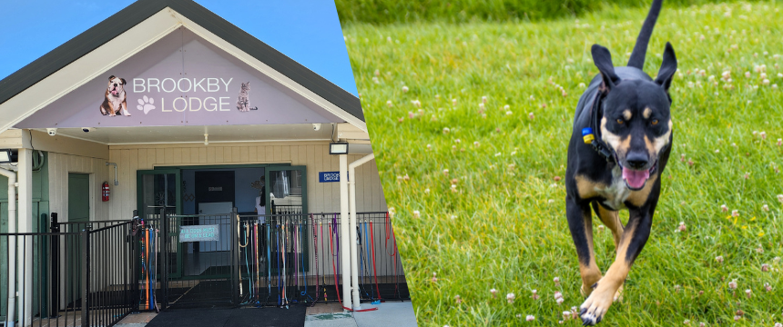 広いドッグランで遊んでストレスフリー！NZのペットホテル事情とは～南半球のDog's letter～