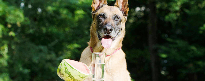 夏といえば、美味しいスイカで水分補給と意外な成分の栄養補給。