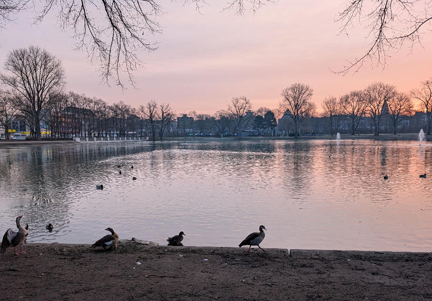 公園に群生しているスノードロップ。