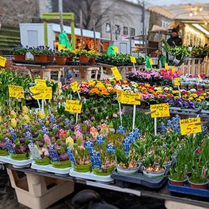 マルクトの花売り場。