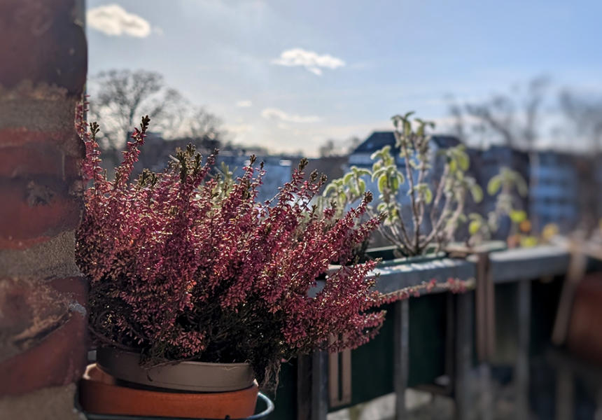 冬の間、わが家でもヒースの花をバルコニーに飾っていました。