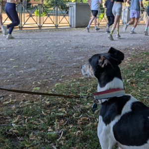 ジョギングする人々や犬に吠えたりすることはありません。