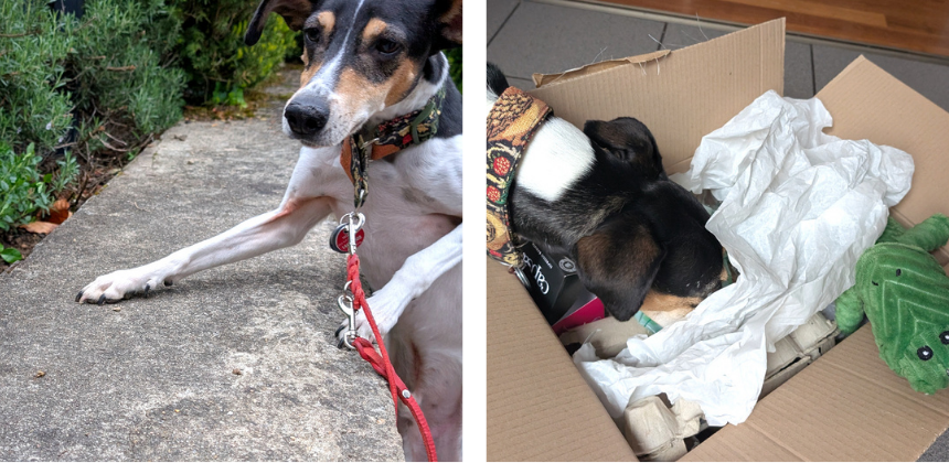 写真右が屋内での様子。写真左の屋外ではさまざまな場所を利用し、おやつを探させます。