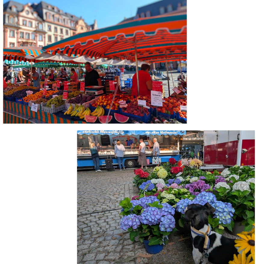 さまざまな果物が並ぶスタンドと、マルクトを彩る生花売場の花たち。街中の生花店よりも割安に購入できるのもマルクトならでは。タビィは花よりも、その先にある鮮魚店が気になっています。