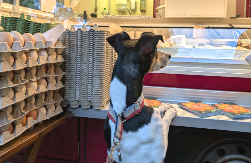 ドイツの街角から～夏場のマルクト(市場)の様子～