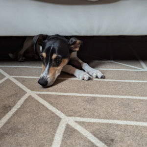 ベッドの下は、タビィがほっとできる場所の1つ。