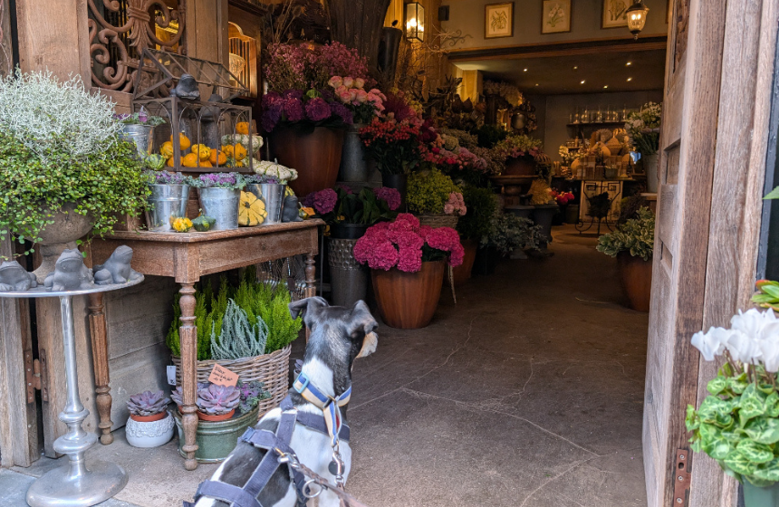 どんなお店でも、ドアが開いているとタビィは入ろうと試みます。開かれた歩道よりも、壁に囲まれた店内のほうが安心できるようです。