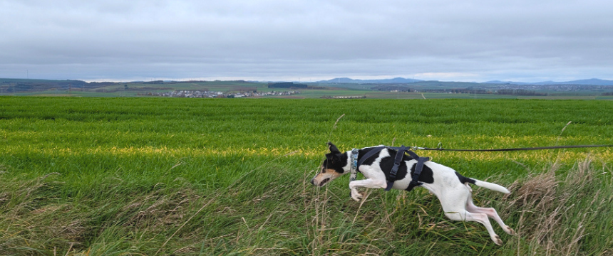 トレッキングコースの一部に畑道を含むものも多くあります。畑脇には野ネズミの巣穴がたくさんあり、興味津々のタビィがホップ、ステップ、ジャンプ。