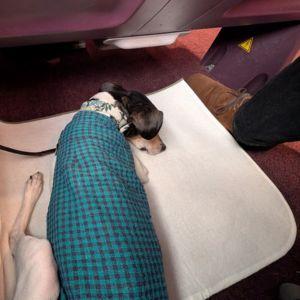 ユーロスターの中。私たちの足元でおとなしくしているタビィ。