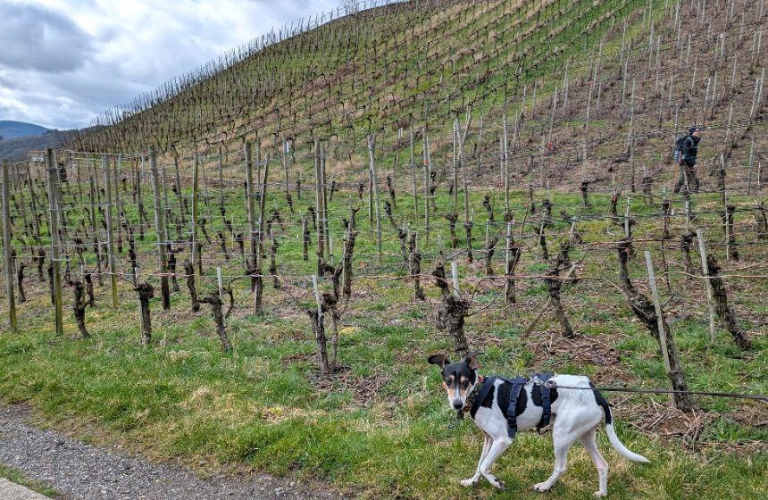 ワイン用のブドウ畑を散策。ブドウの葉が芽吹くまではもう少し時間がかかりそうです。