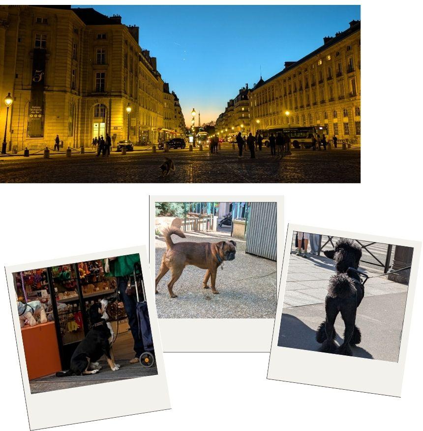写真上：遠くにエッフェル塔が見えます。手前の広場ではボール遊びをしている犬のシルエット。／写真下：パリで出会った犬たち。大都市なので小型犬が主流なのかなと想像していましたが、意外と大型犬を多く見かけてびっくり。