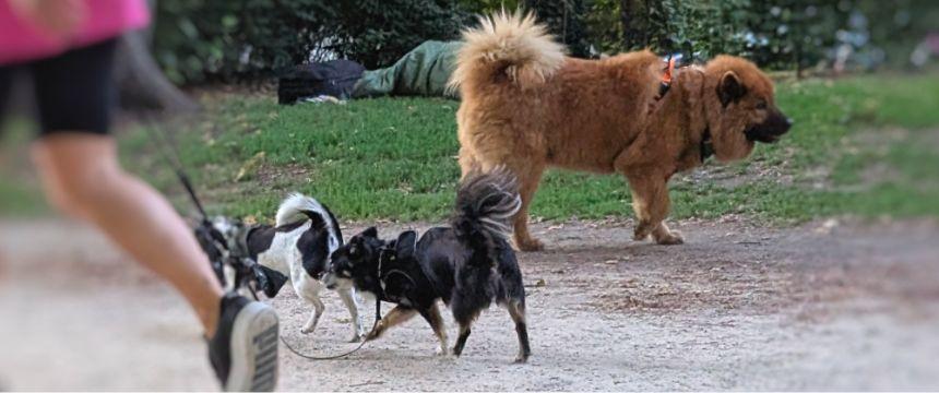 しつけられている犬はリード未着用でも、ほかの犬を無視するかのようにすれ違っていきます。