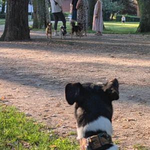 この後、リード未着用の犬2頭がタビィに駆け寄ってきてちょっとした騒ぎに。
