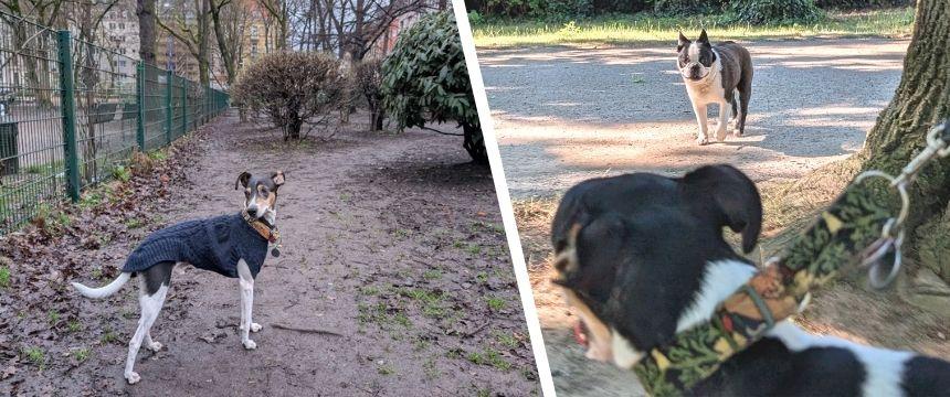 ドイツの街角から～ペットオーナーのマナーについて～