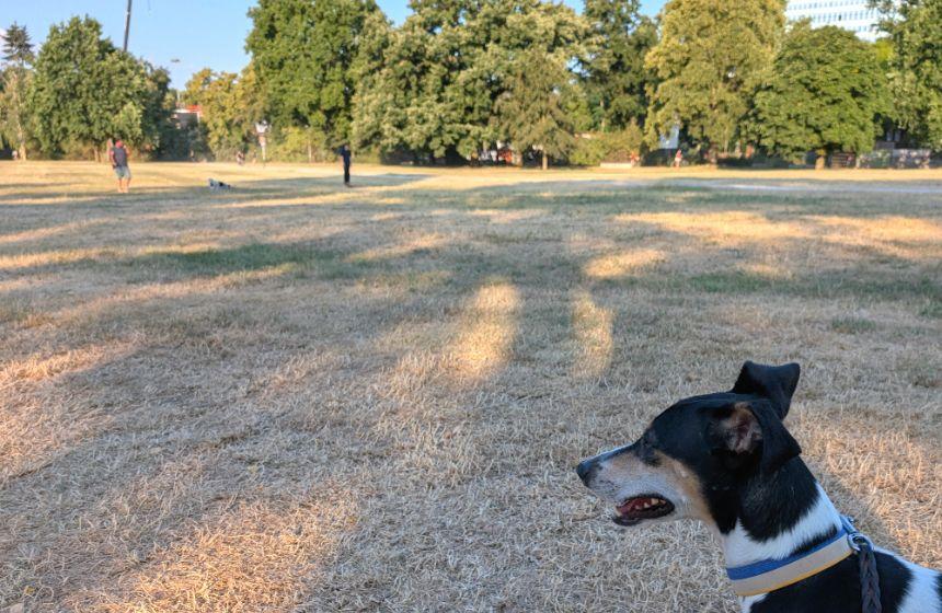 6,7月のケルンは雨が少なく、緑だった公園の芝生は茶色くなってしまいました。