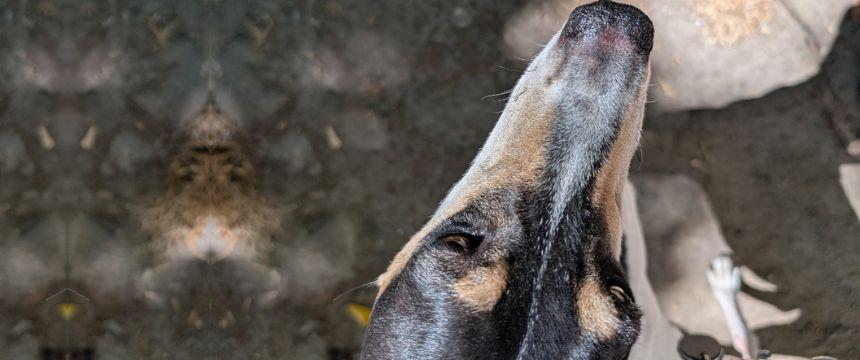 潤いを少しずつ取り戻しつつあるタビィの鼻鏡。