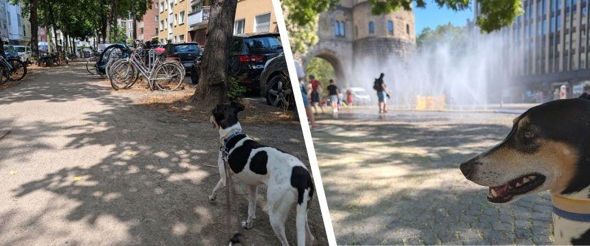 ドイツの街角から～熱波到来のドイツ 夏の過ごし方～