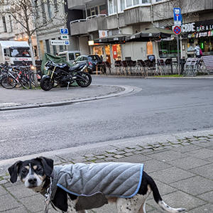 私たちとポチンスキーが暮らしているのはケルンの都市部になります。