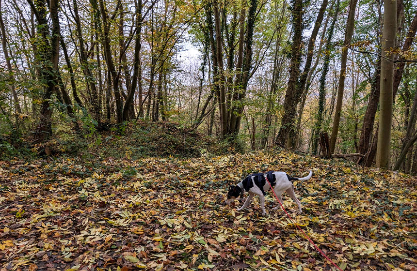 山林の地面は落ち葉で覆われています。さまざまなニオイを楽しむタビィ
