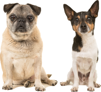 犬の画像