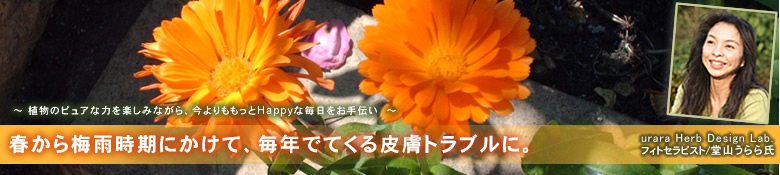 カレンデュラ