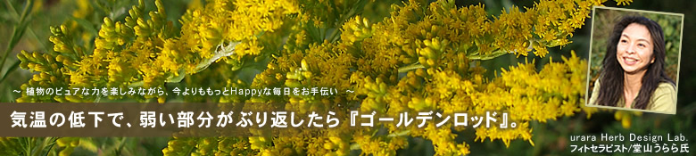 ゴールデンロッド